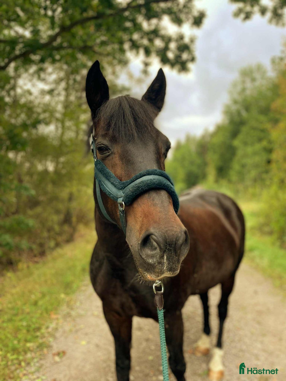  stallplats finnes: Lösdrift där hästar får vara hästar. i Tjällmo - Annons 5
