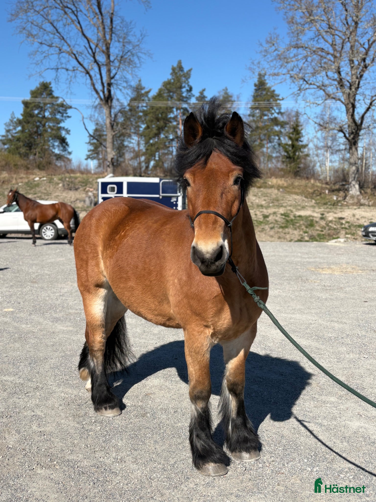  hästar Ardenner - 7år - Valack - Annons 3