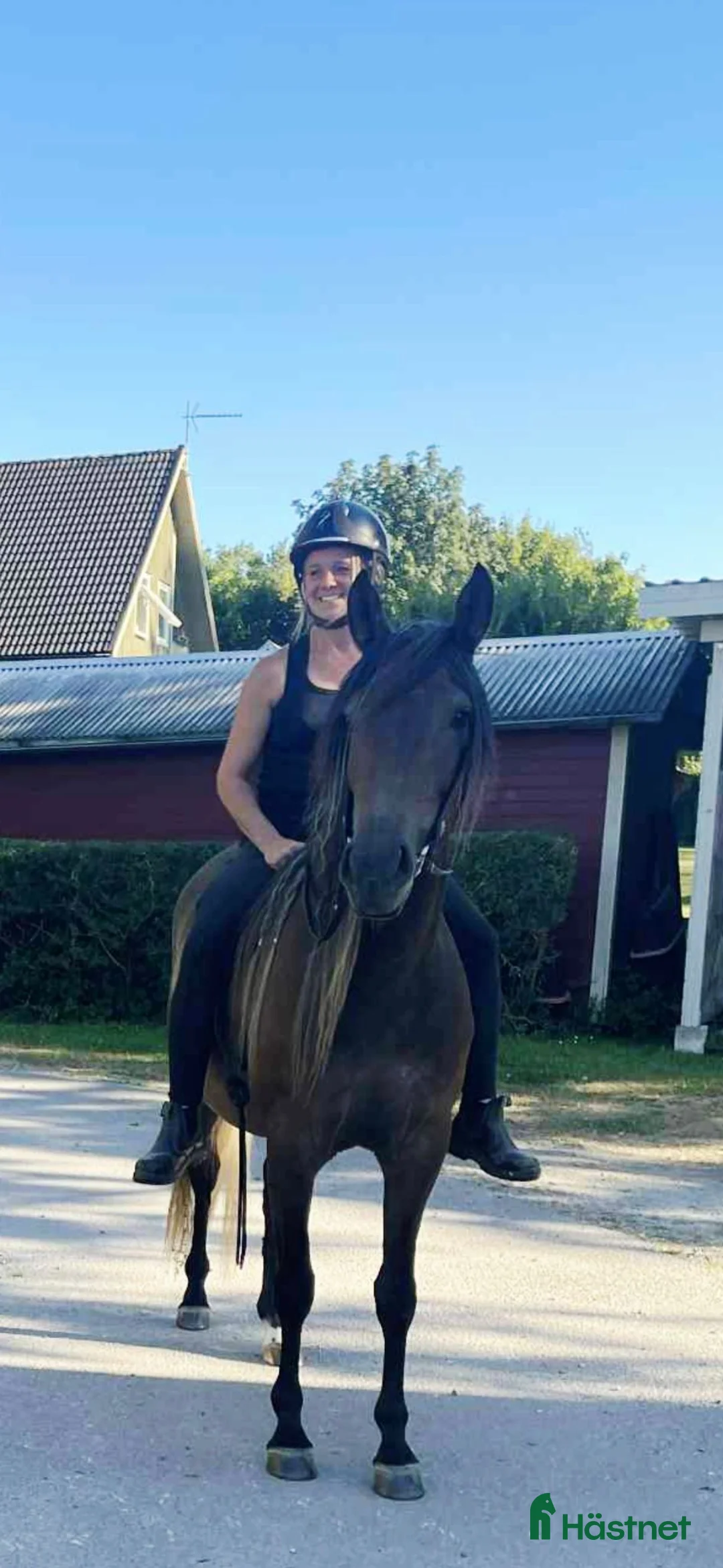 Allround hästar till salu: Snyggt projekt till kärleksfullt hem - Annons 3