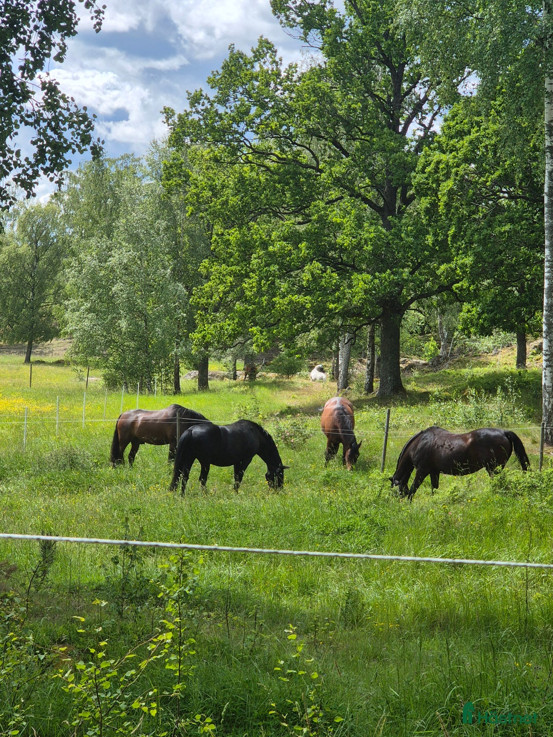  stallplats finnes: Lediga platser på Ytterstene Gård i Vagnhärad i Vagnhärad - Annons 1