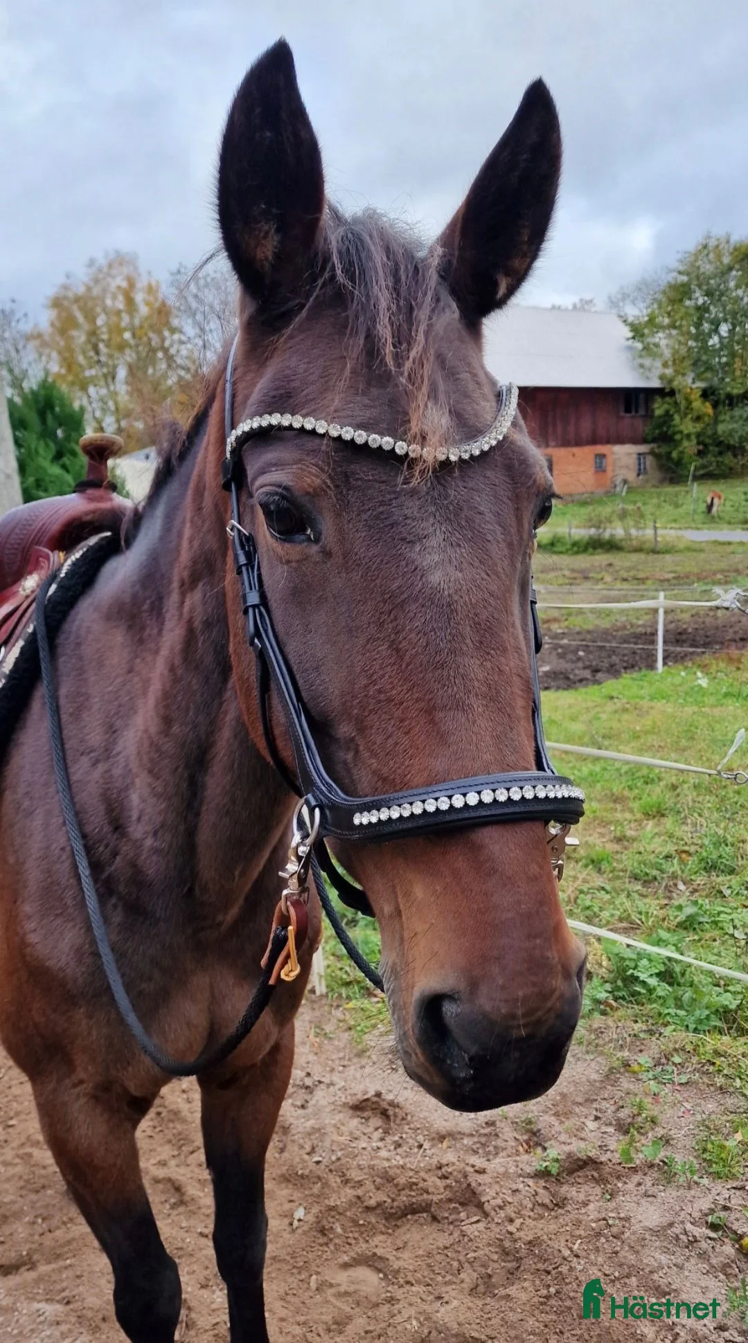 Allround hästar till salu: Snällt och trevligt sto - Annons 2