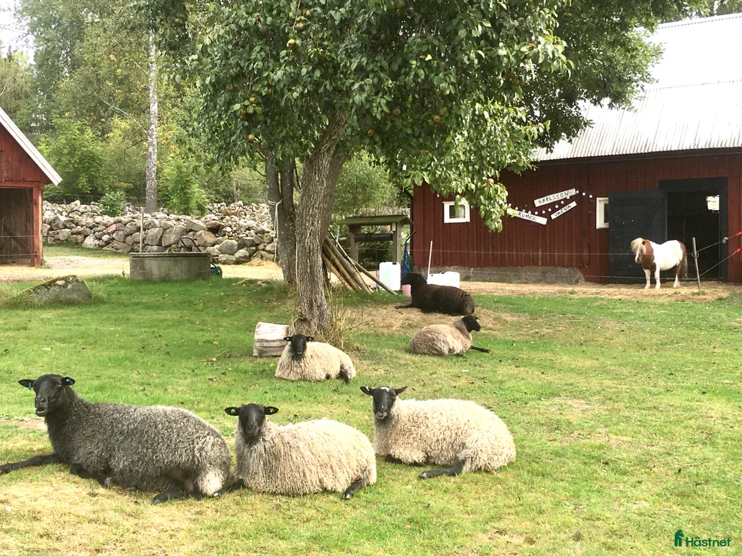  foderhäst sökes: Minishetland letar efter en ny kompis (fodervård) - Annons 2