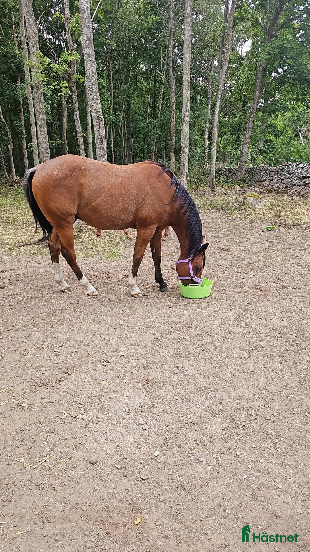 Western hästar till salu: Fin Quarter Horse-valack, 14 år, söker nytt hem  - Annons 4
