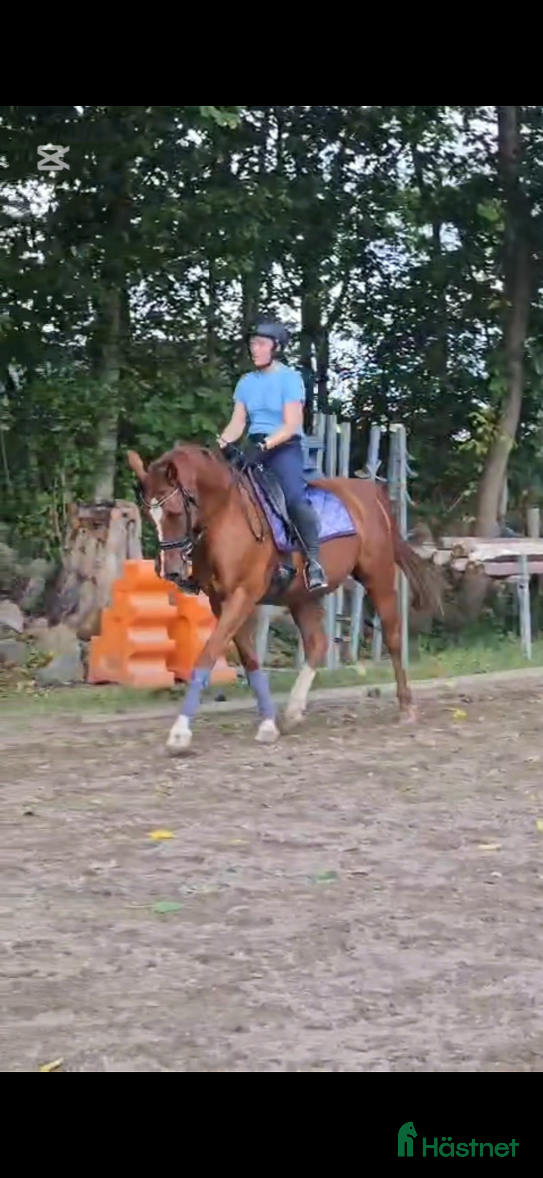 Allround hästar till salu: Fux sto med potential söker sin ryttare.  i Höör - Annons 2