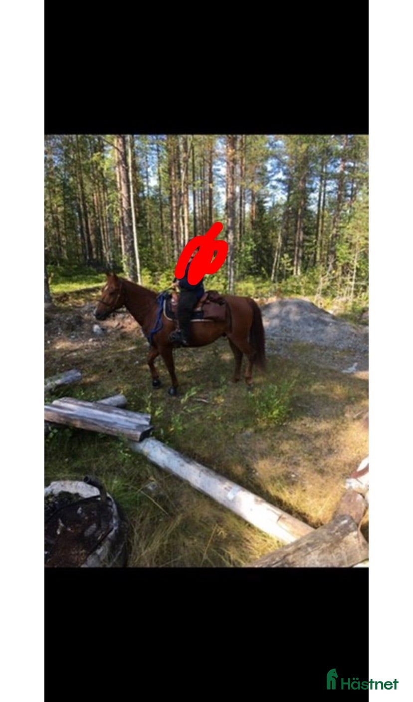  hästar Äldre quartervalack för lättare ridning - Annons 10