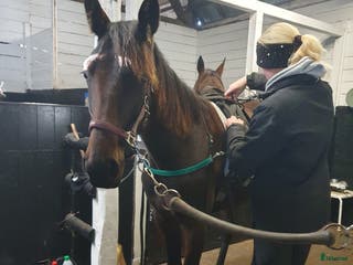 hästar 1 årigt sto till trav i Nossebro - Annons 8