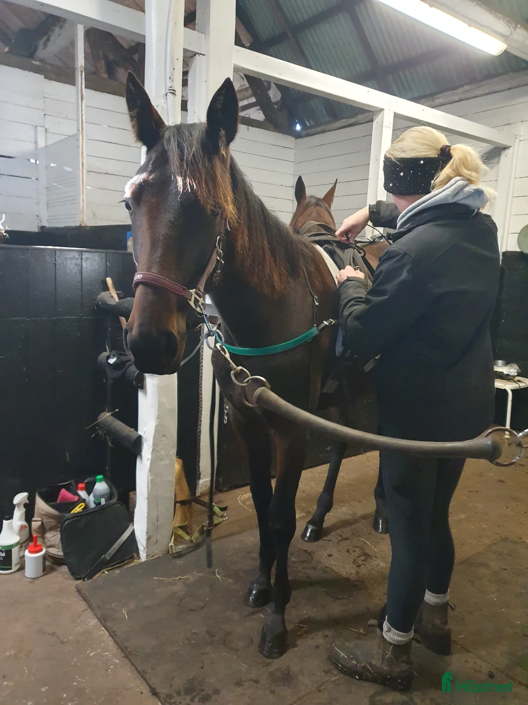 Trav hästar till salu: Travsto f-24 - Annons 1