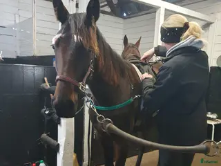 hästar Travsto f-24 - Annons 8