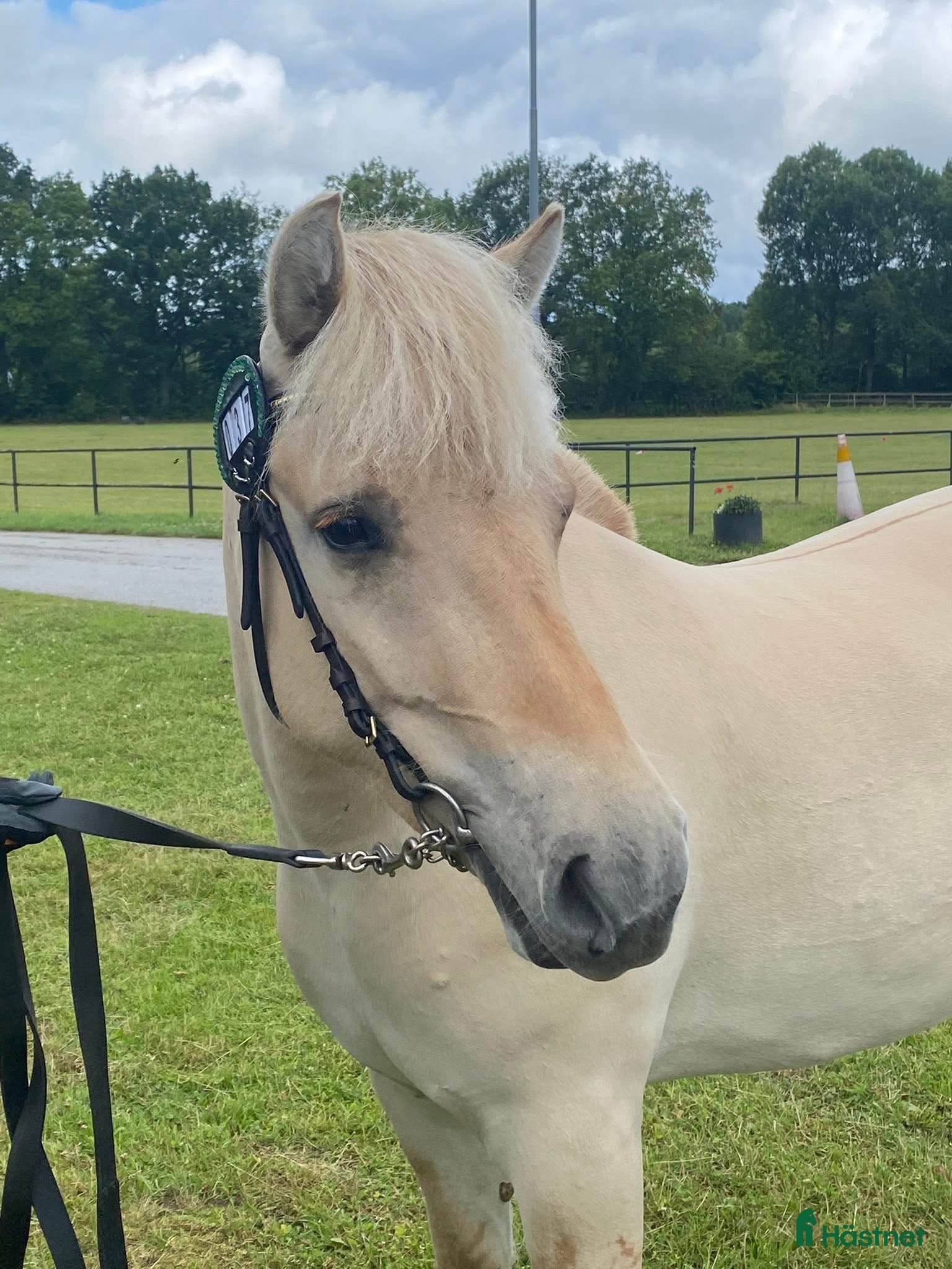  hästar Trevligt fjordsto 🌸 - Annons 1