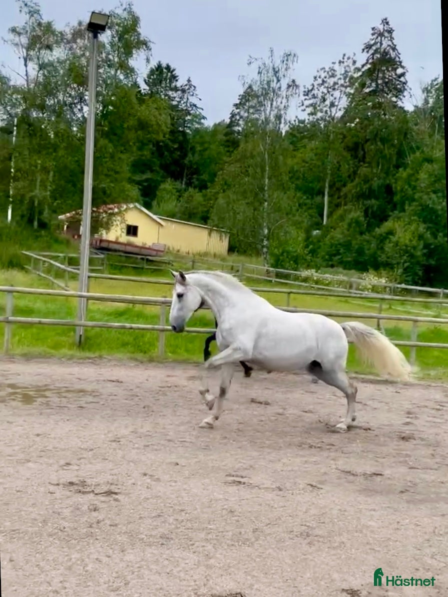  hästar Vacker PRE-vallack. i Hunnebostrand - Annons 1