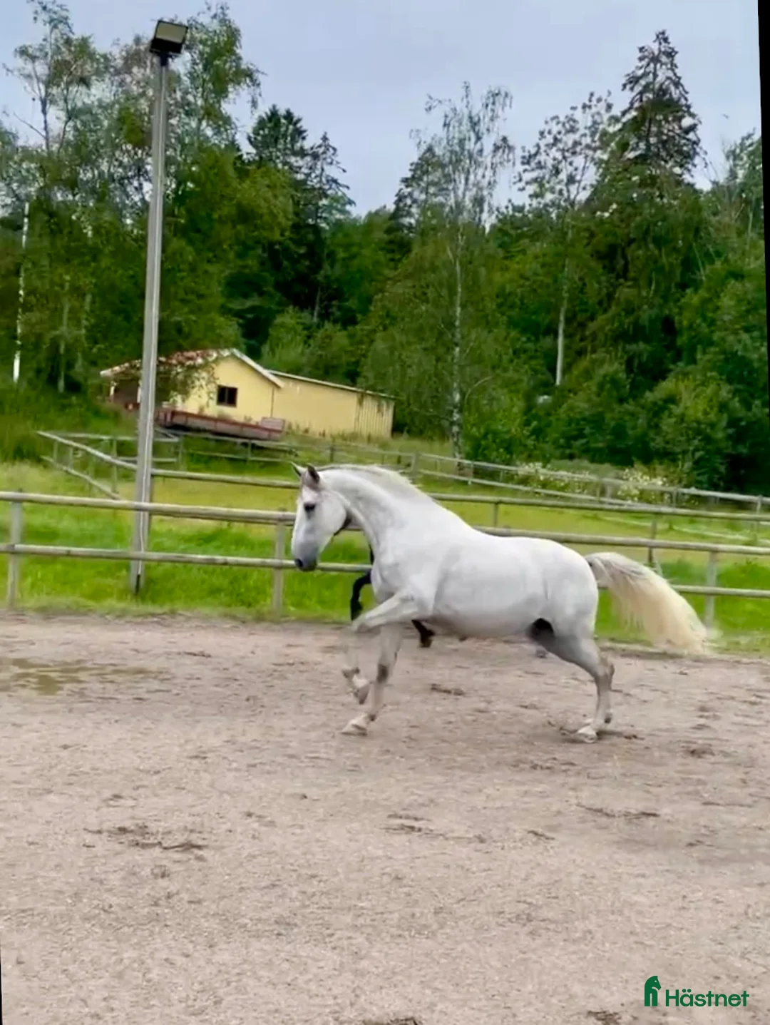 Akademiskt hästar till salu: Vacker PRE-vallack. i Hunnebostrand - Annons 1