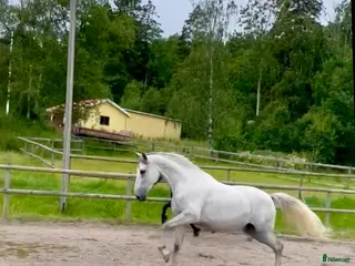 hästar Vacker PRE-vallack. i Hunnebostrand - Annons 1