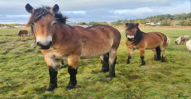  hästar i Henån - Annons 9