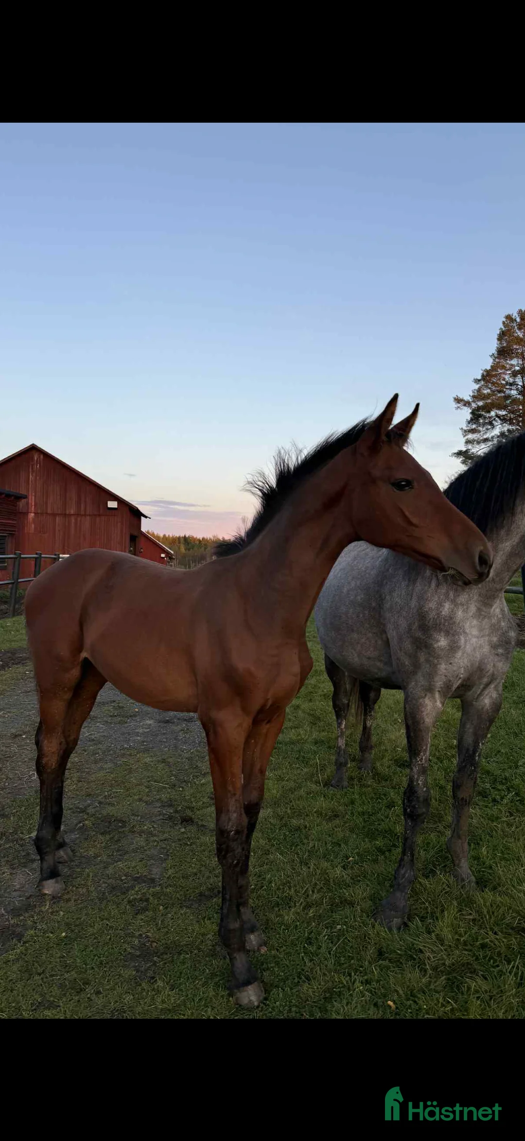 Hoppning hästar till salu: Framtidslöfte med super stam  i Karlstad - Annons 2