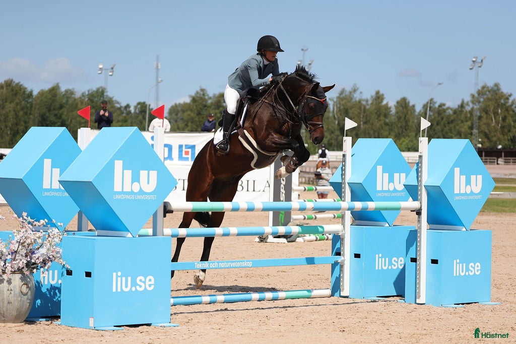  hästar Häftig Multitalang säljes!  i Värnamo - Annons 3