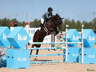 hästar Häftig Multitalang säljes! i Värnamo - Annons 3