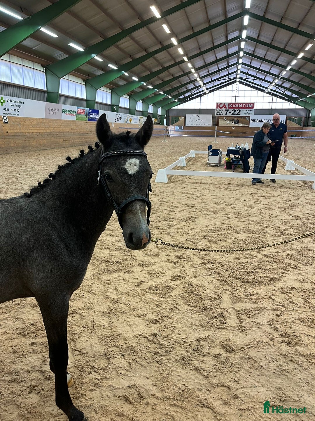 Allround hästar till salu: Ridponnyföl med stor utvecklingspotential i Svenljunga - Annons 2