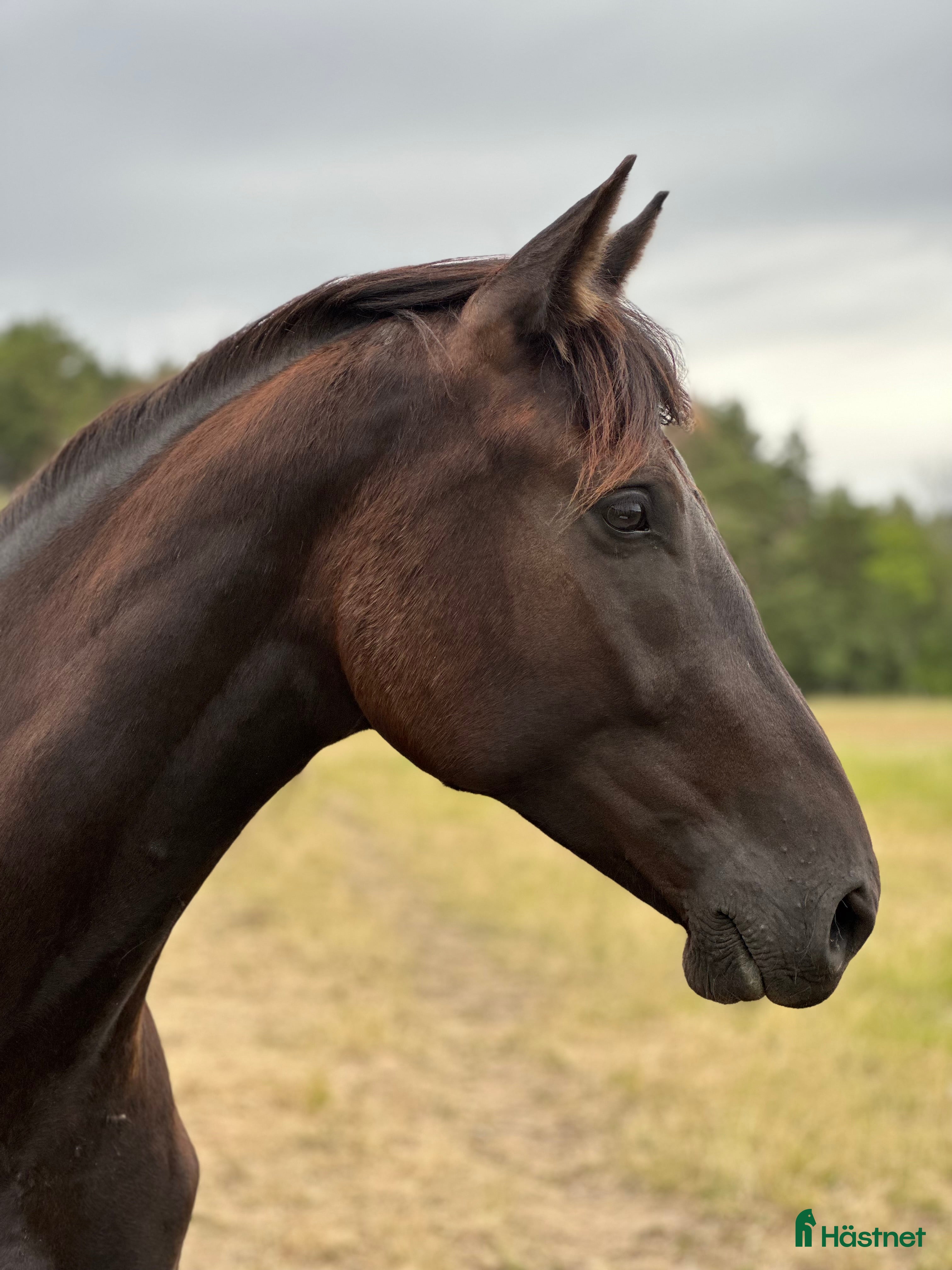  hästar Social & trevlig 3-åring💫 - Annons 16