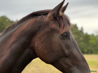 hästar Social & trevlig 3-åring💫 - Annons 13