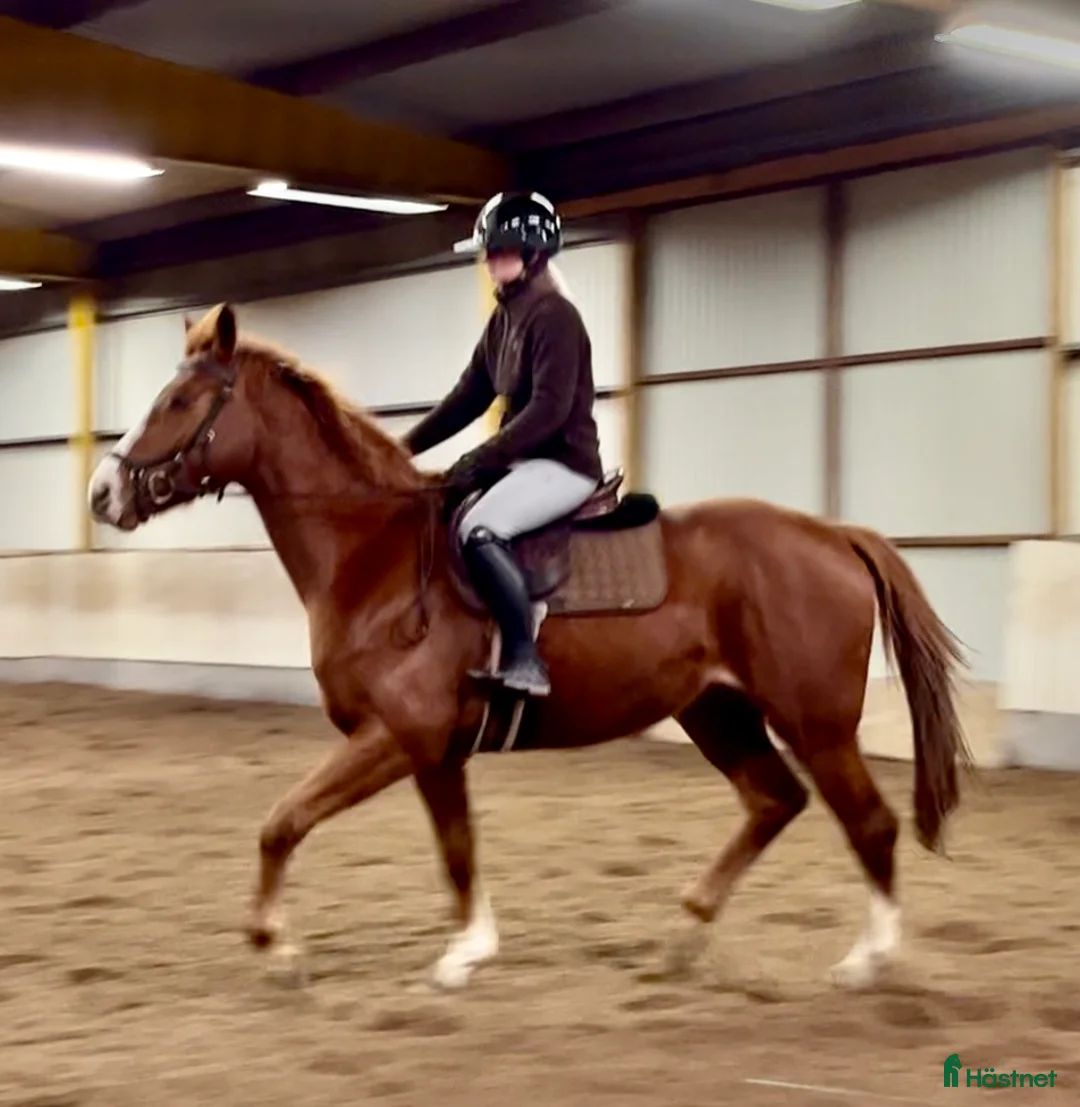 Hoppning hästar till salu: Trevligt inridet hoppsto. i Knäred - Annons 3