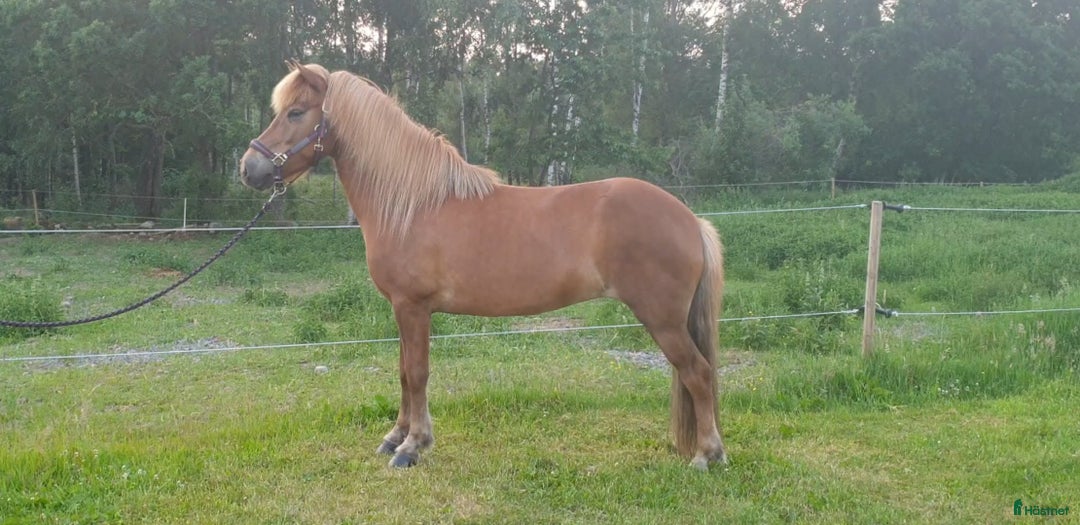 Island hästar till salu: 3 islandsston av hög kvalitet säljes pga flytt  i Fjärås - Annons 10