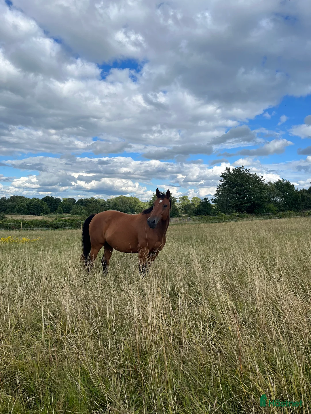 Avelshästar hästar till salu: Underbart avelssto Baltic VDL - Indoctro  - Annons 3