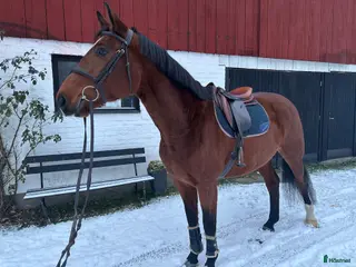 hästar Exceptionell SWB - Annons 6