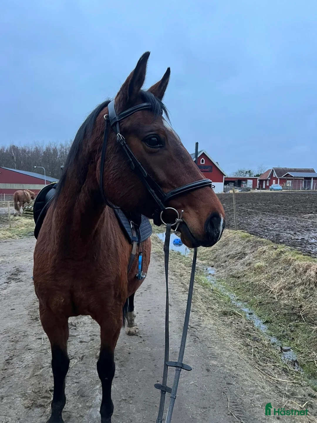 Avelshästar hästar till salu: Fint avelssto  - Annons 1