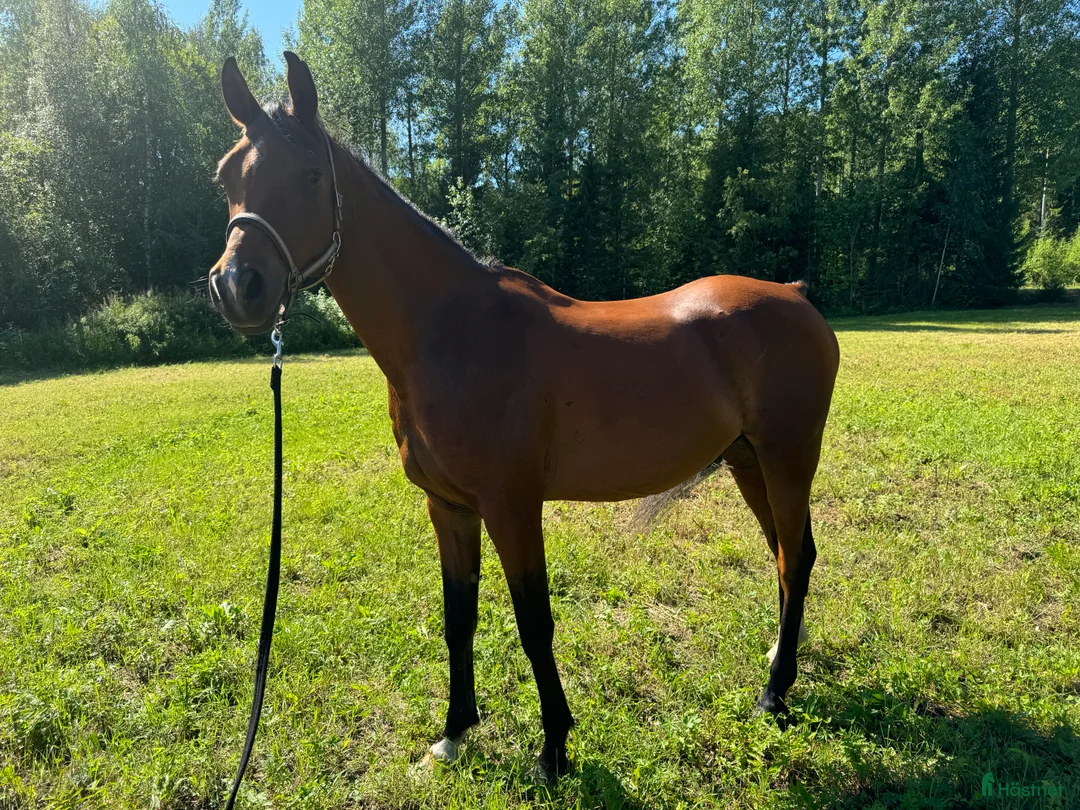 Allround hästar till salu: Snäll 11-årig arabvalack – trevlig hobbyhäst i Boden - Annons 5