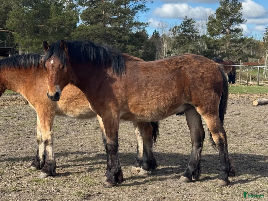 Allround hästar till salu: Ettårshingst - Annons 2