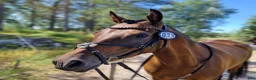 Allround hästar till salu: Trevlig allroundponny - Annons 4