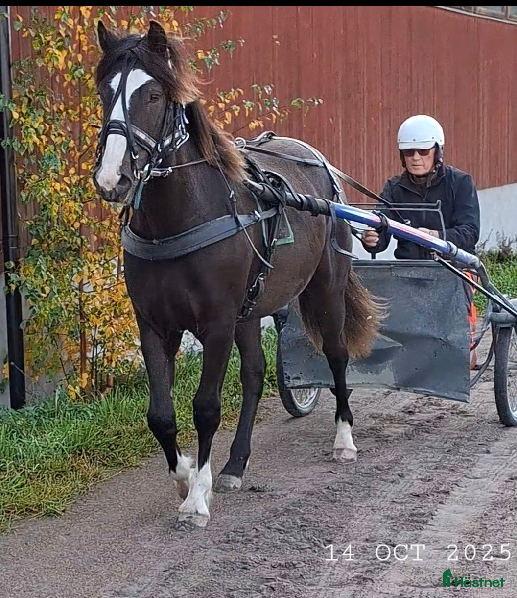  hästar Super snyggt smart kallblod sto e. Ängsborken  i Säffle - Annons 16