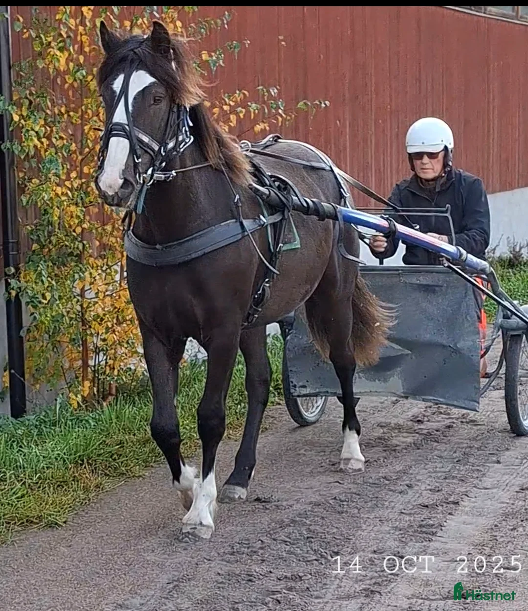 Trav hästar till salu: Super snyggt smart kallblod sto e. Ängsborken  i Säffle - Annons 1