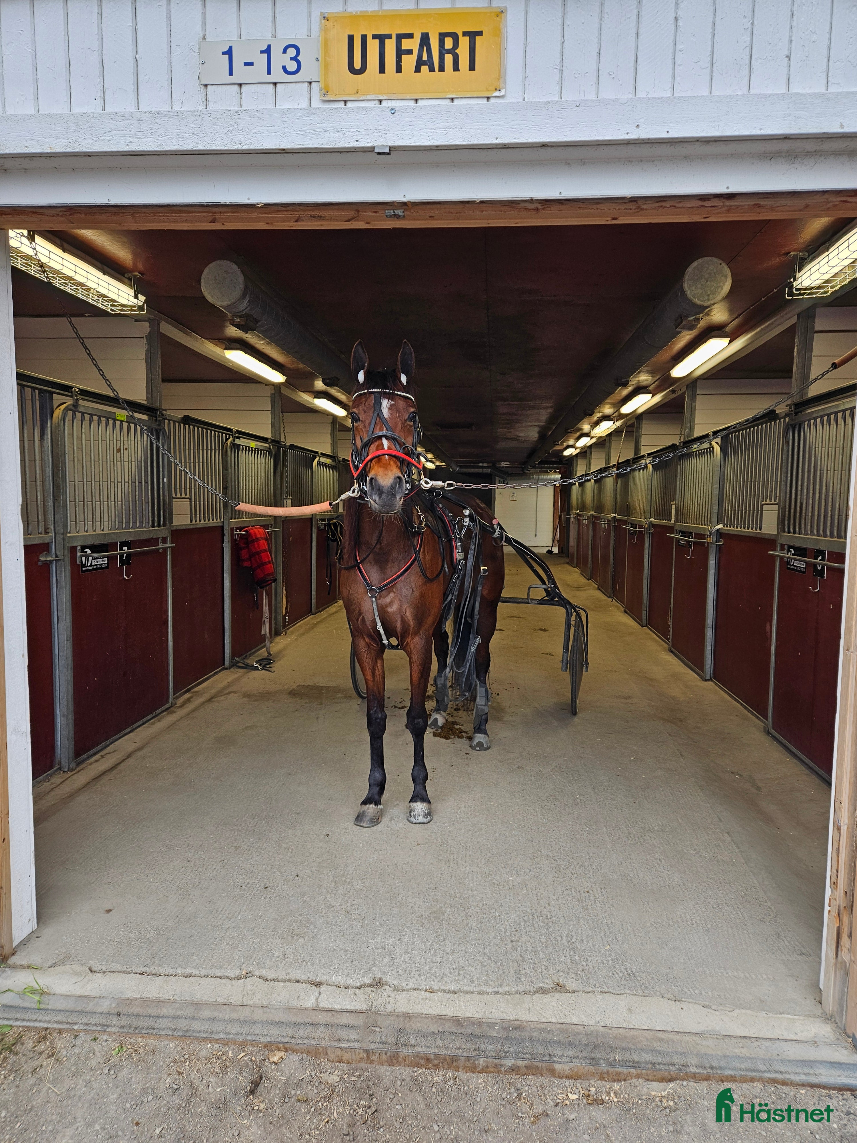  hästar Perfekt licenshäst  i Sundsvall - Annons 6