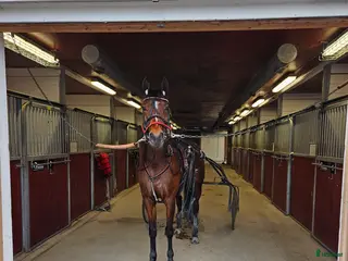 hästar Perfekt licenshäst i Sundsvall - Annons 12