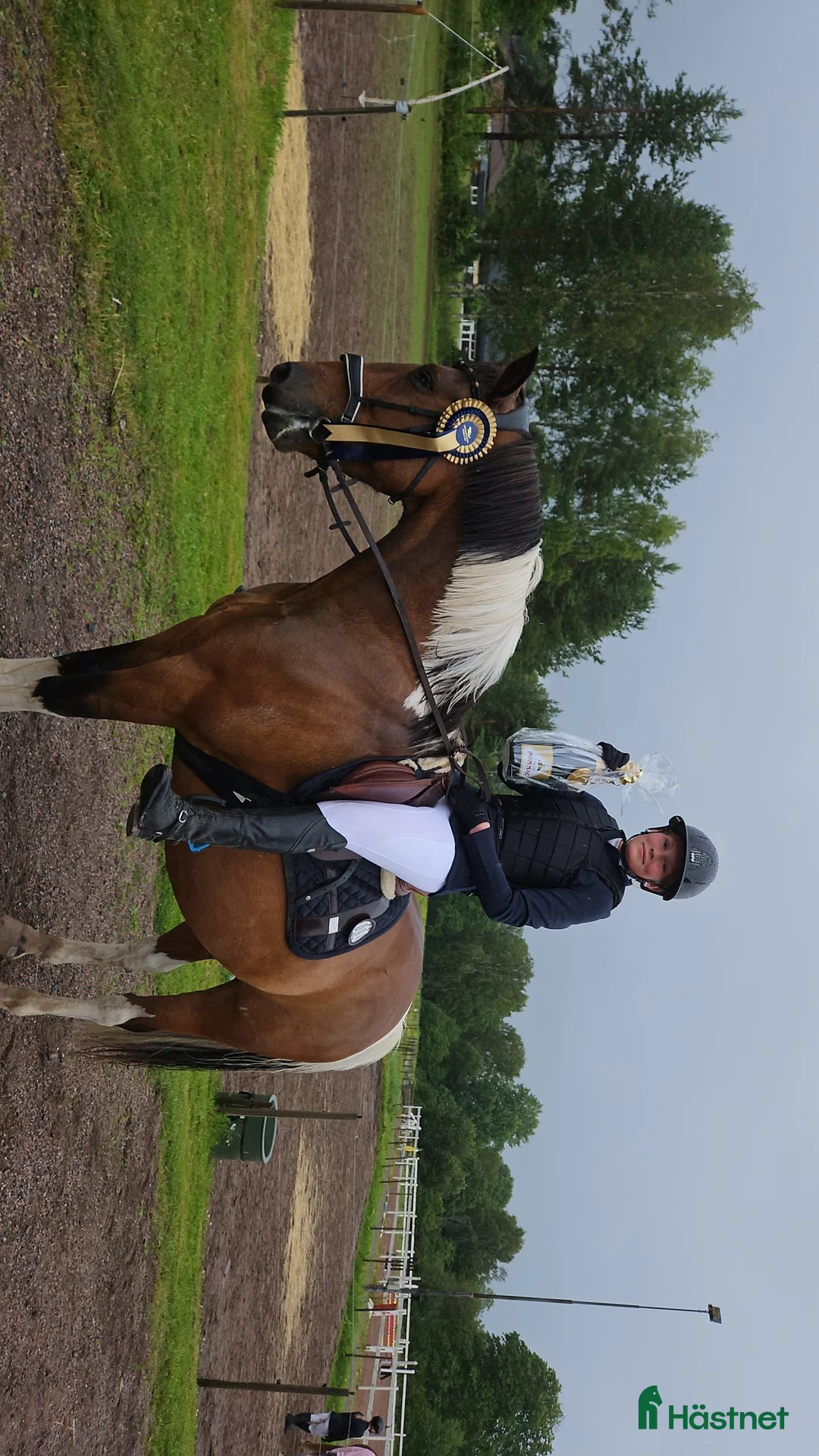 Allround hästar till salu: D ponny - Annons 2