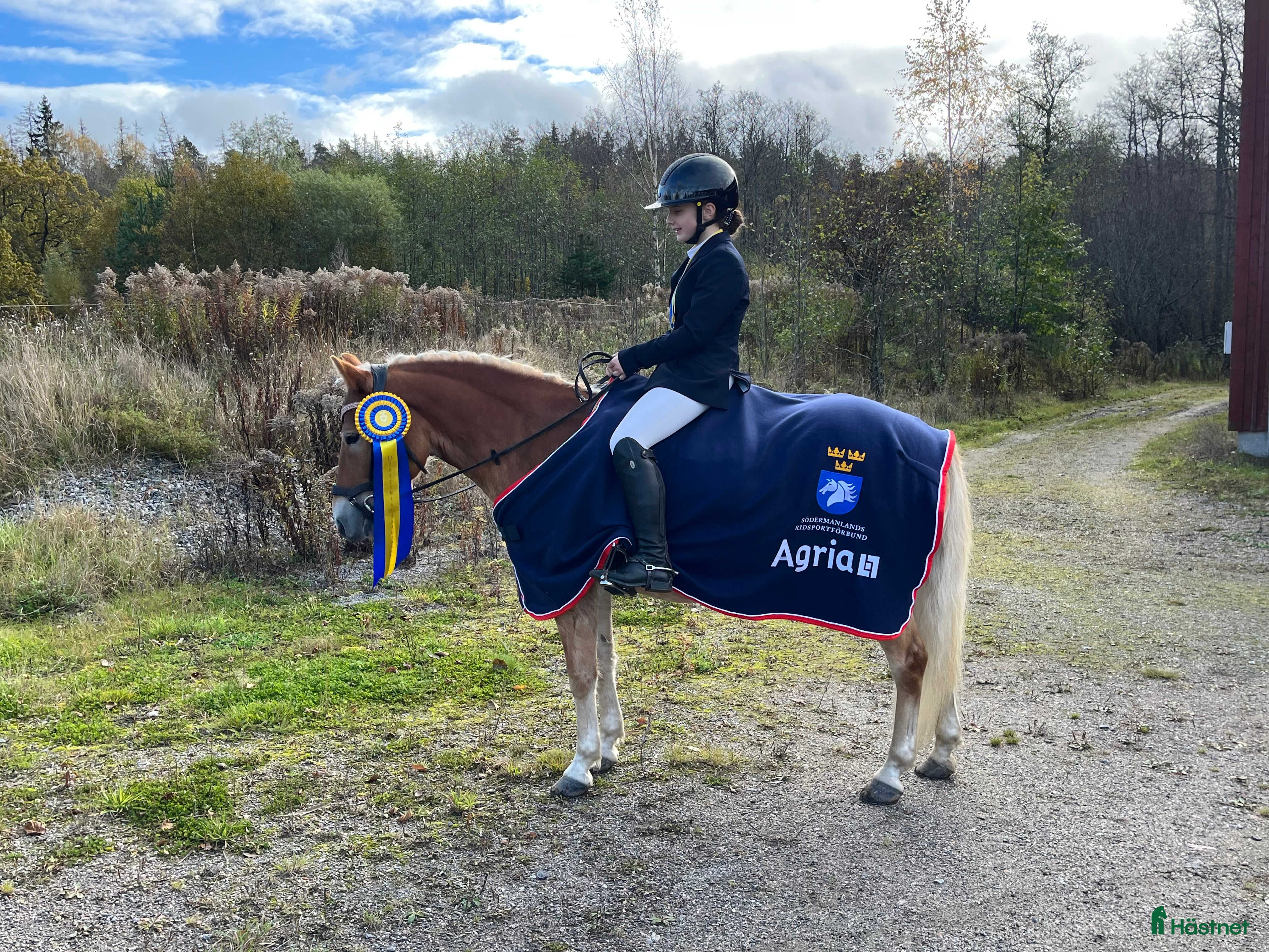 Dressyr hästar till salu: Blickfångare till tävlingsryttare i dressyr - Annons 1