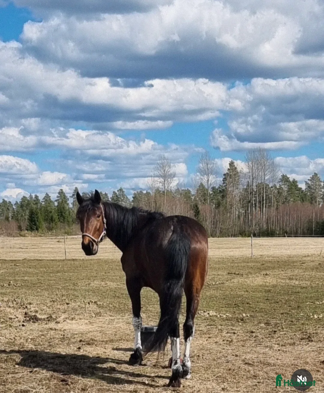 Avelshästar hästar till salu: Till avel samma mamma som Önas Igor - Annons 2