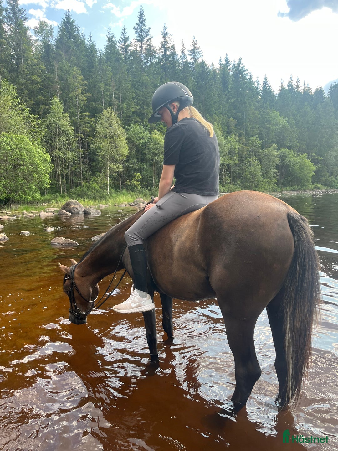 Allround hästar till salu: Ungponny att utvecklas med 🌸 i Gislaved - Annons 3