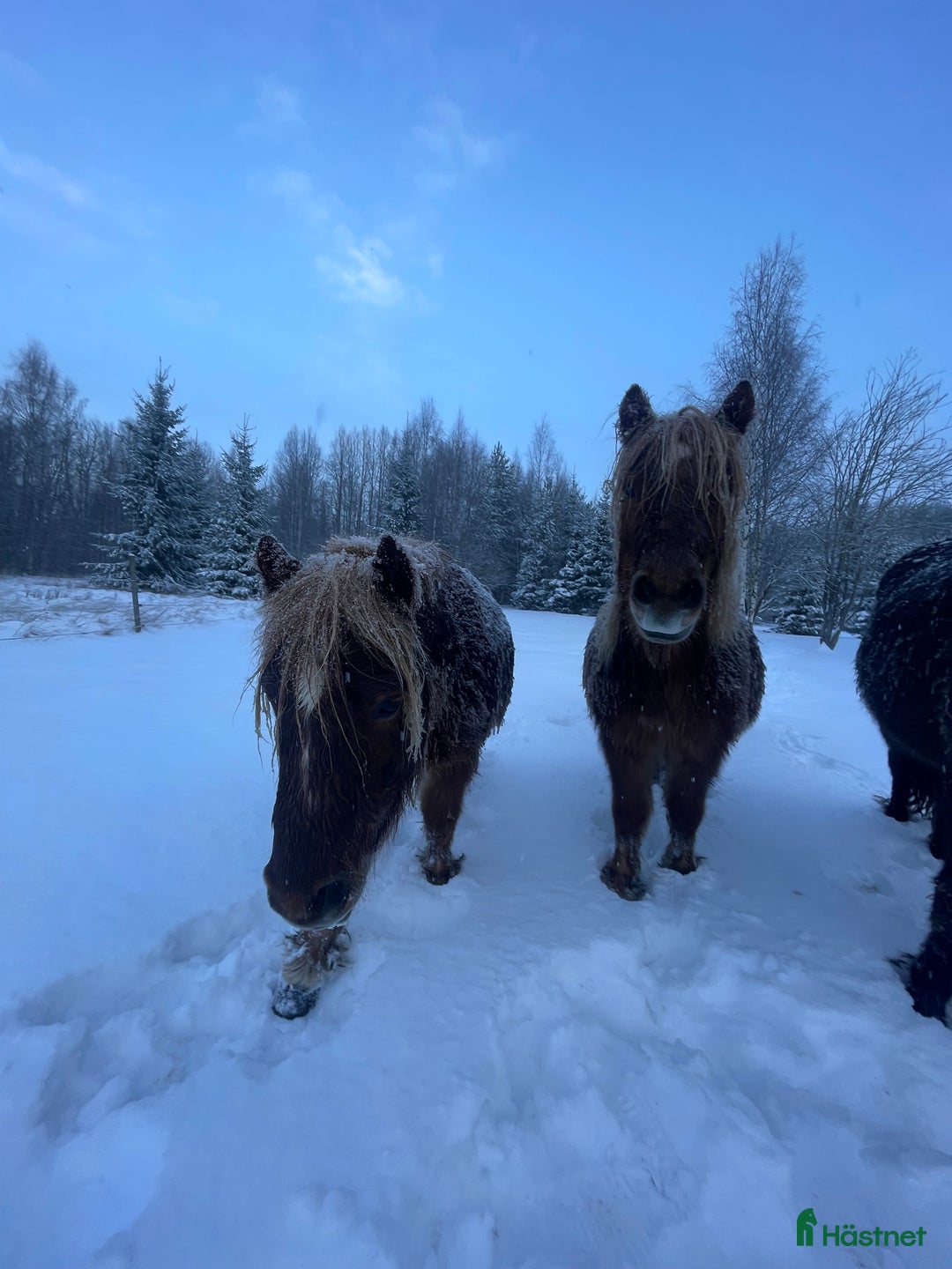 Trav hästar till salu: Trevliga, snälla och duktiga travponnys till salu i Örebro - Annons 11