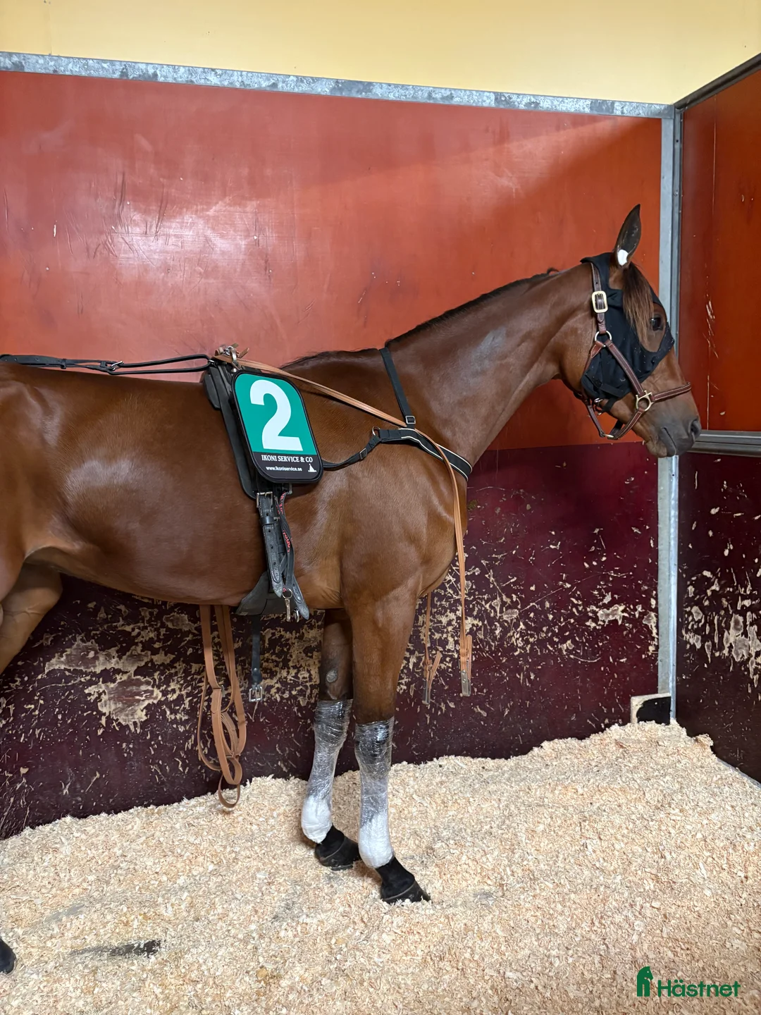 Trav hästar till salu: Starthäst - Annons 5