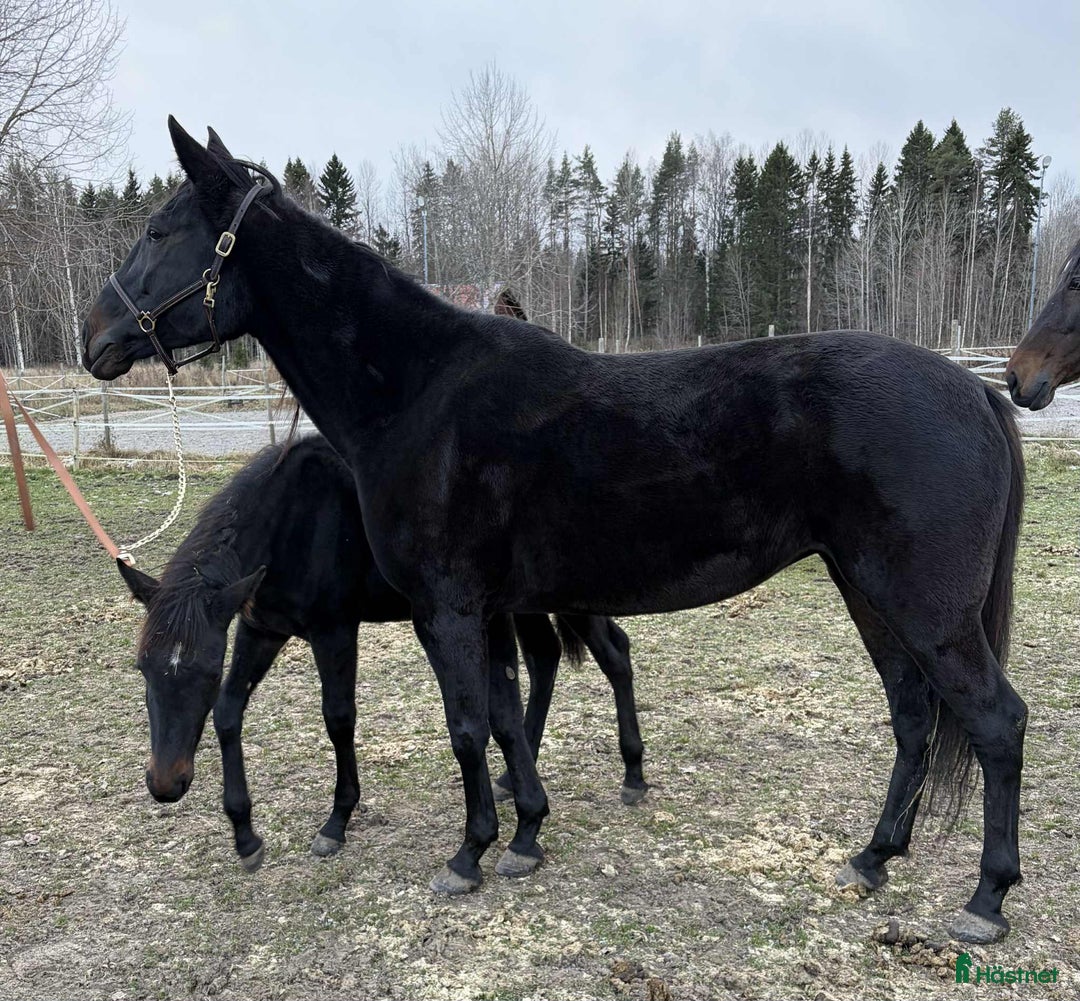 Avelshästar hästar till salu: Avelssto e.Googoo Gaagaa i Valbo - Annons 2