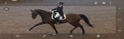  hästservice finnes: Tullnäs Gård Dressage´n Rehab i Norrtälje - Annons 4