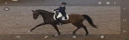  hästservice finnes: Tullnäs Gård Dressage´n Rehab - Annons 4