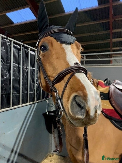  hästar Välutbildad läromästare i Malmö - Annons 5