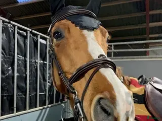 hästar Välutbildad läromästare i Malmö - Annons 5