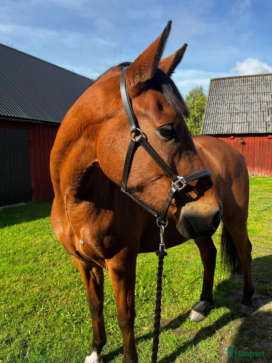 Hoppning hästar till salu: Mycket lovande ungsto med toppstam i Kyrkhult - Annons 5