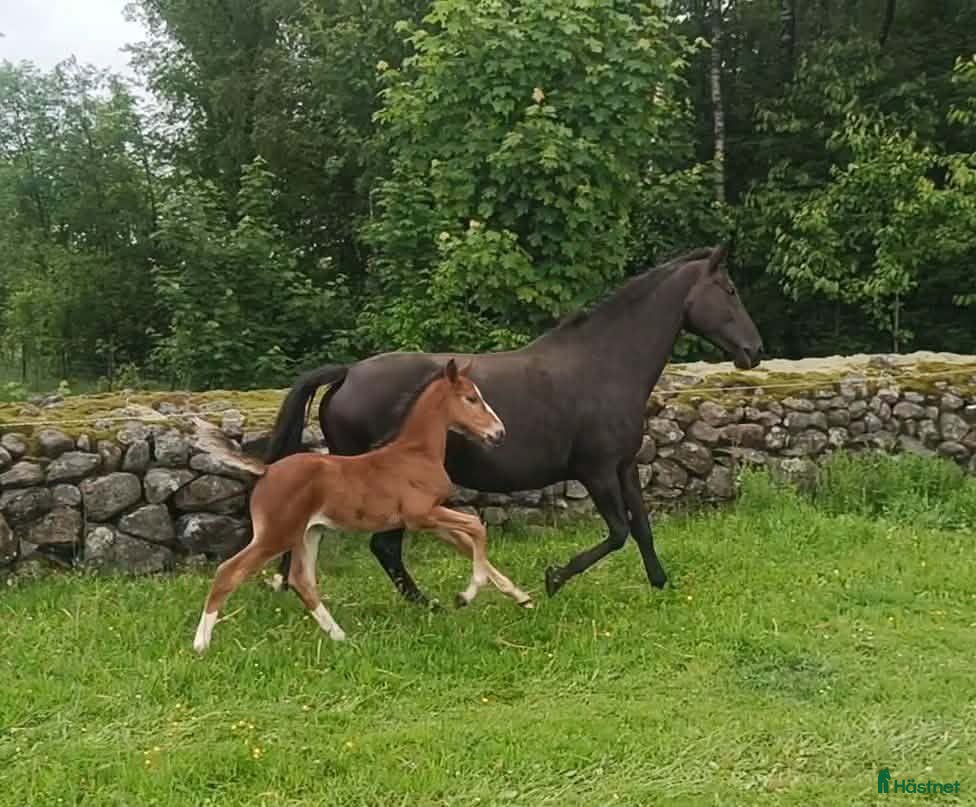  hästar Föl efter Aganix D'Amour född 18/5-26 - Annons 1