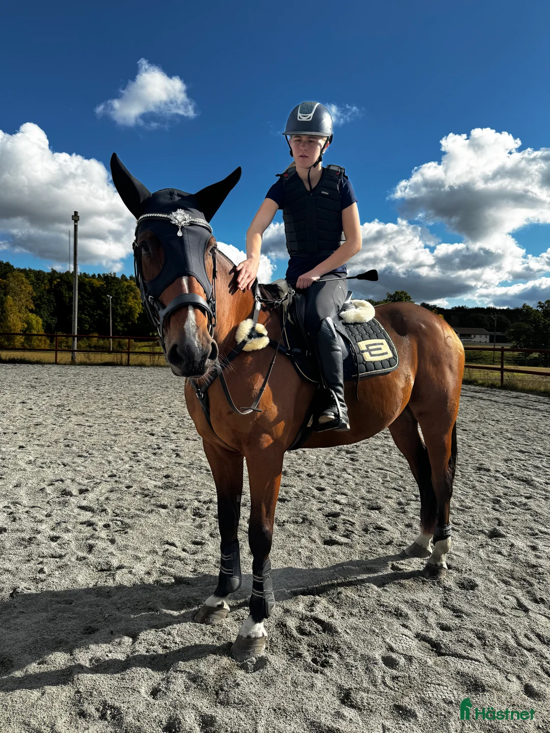 Allround hästar till salu: Super fin omskolad travare - Annons 2