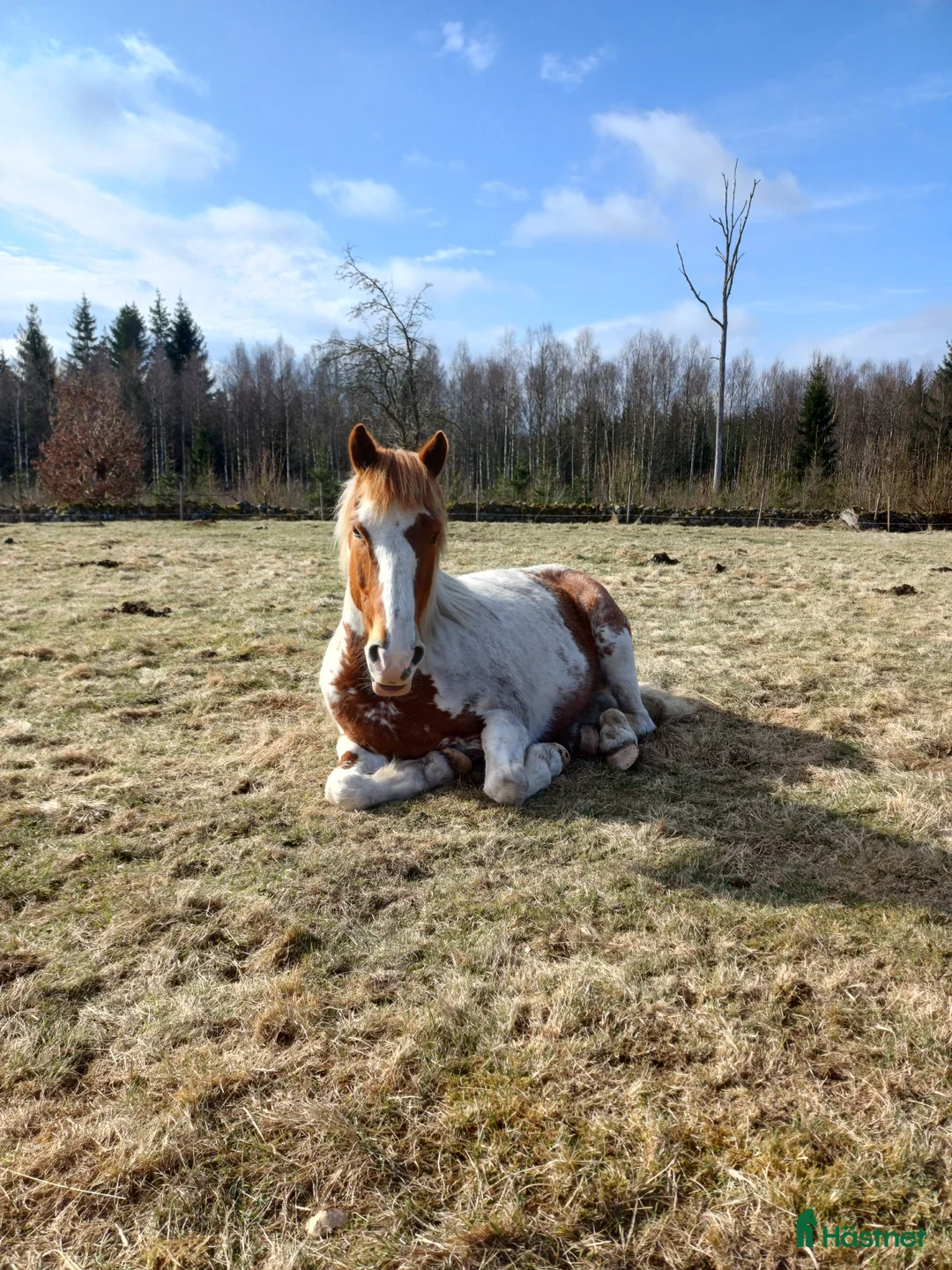Allround hästar till salu: Positiv valack - Annons 5